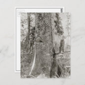 Lumberjacks met Giant Fir, 1905 Briefkaart (Voorkant / Achterkant)