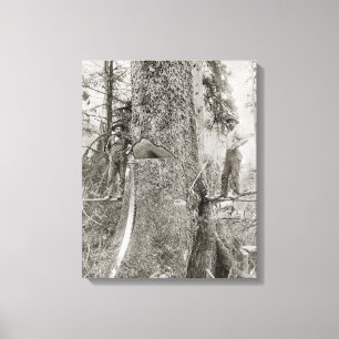 Lumberjacks met Giant Fir, 1905. foto Canvas Afdruk