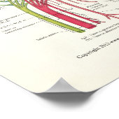 Lumbosacrale anatomie Poster en verdamping van de  (Hoek)