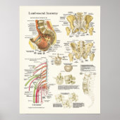 Lumbosacrale anatomie Poster en verdamping van de  (Voorkant)
