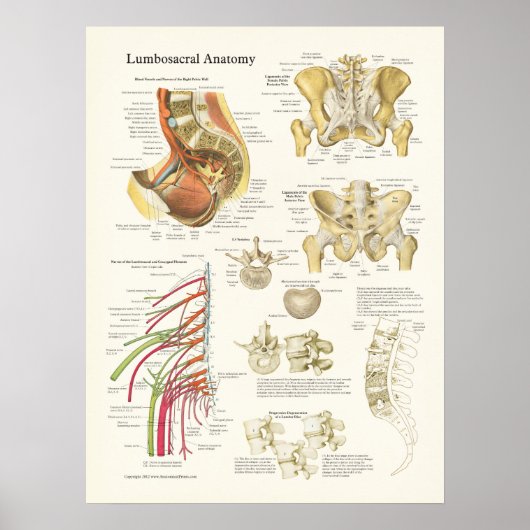 Lumbosacrale anatomie Poster en verdamping van de  (Voorkant)