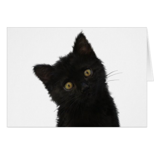 Luna Bella Black Kitten (Voorkant Horizontaal)