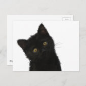 Luna Bella Black Kitten Briefkaart (Voorkant / Achterkant)
