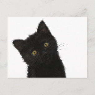 Luna Bella Black Kitten Briefkaart