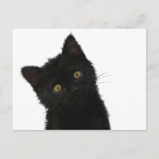 Luna Bella Black Kitten Briefkaart