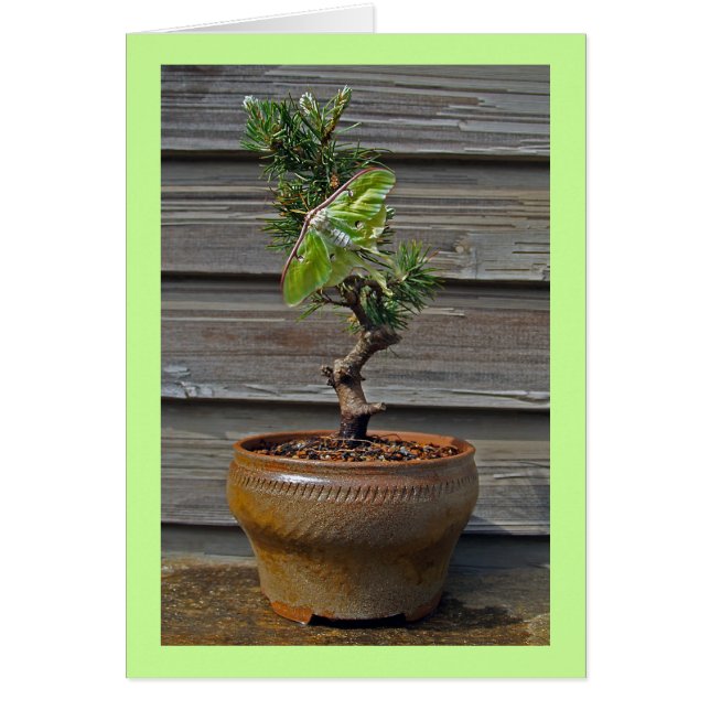 Luna Bonsai (Voorkant)