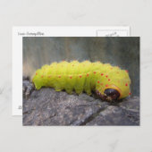 Luna Caterpijler Briefkaart (Voorkant / Achterkant)