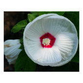 Luna Hibiscus Perfect Poster (Voorkant)