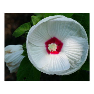 Luna Hibiscus Perfect Poster