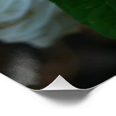 Luna Hibiscus Perfect Poster (Hoek)