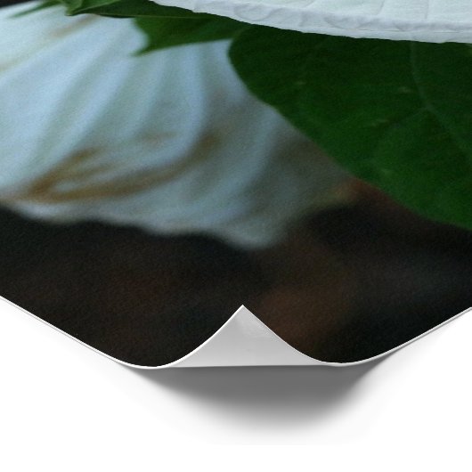 Luna Hibiscus Poster (Hoek)