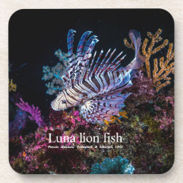 Luna lion fish, Pterois lunulata, Bier Onderzetter