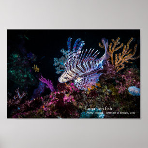 Luna lion fish, Pterois lunulata, Poster