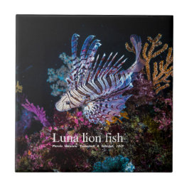 Luna lion fish, Pterois lunulata, Tegeltje