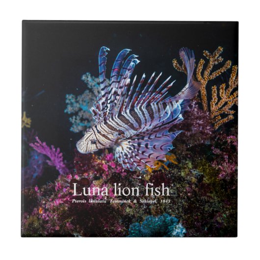 Luna lion fish, Pterois lunulata, Tegeltje (Voorkant)
