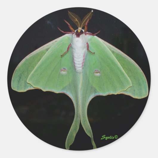 Luna Maanvlinder Sticker (Voorkant)