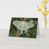 Luna mot kaart (Gele Bloem)