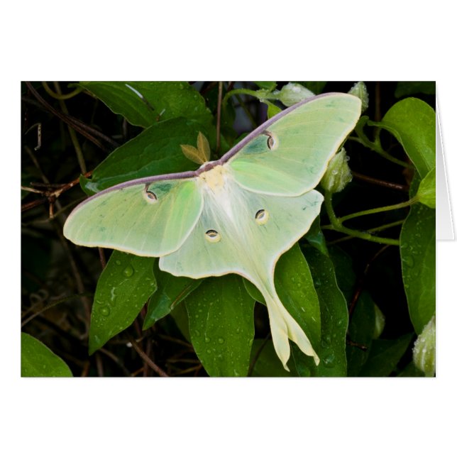 Luna-mot op Carnaby Clematis (Voorkant Horizontaal)