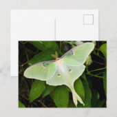 Luna-mot op Carnaby Clematis Briefkaart (Voorkant / Achterkant)