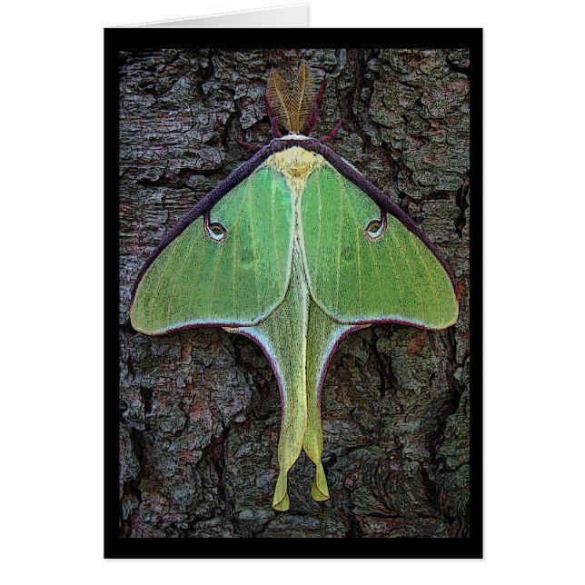 Luna Moth (Voorkant)