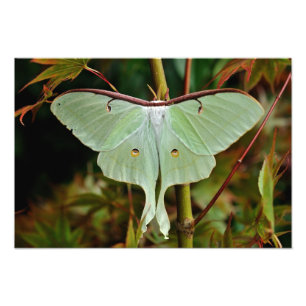Luna Moth 19x16 grote afdrukken Foto Afdruk