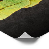 Luna Moth Artwork in levendige kleuren op zwart Poster (Hoek)