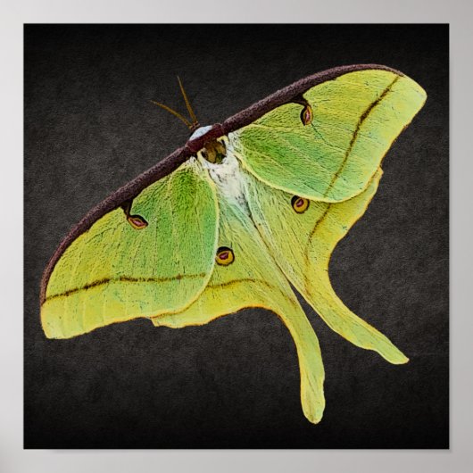 Luna Moth Artwork in levendige kleuren op zwart Poster (Voorkant)