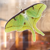Luna Moth Artwork in levendige kleuren Raamsticker (Vel 2)