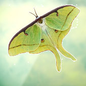 Luna Moth Artwork in levendige kleuren Raamsticker (Vel 3)