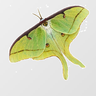 Luna Moth Artwork in levendige kleuren Raamsticker