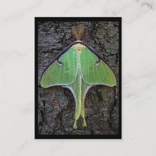 Luna Moth ATC Visitekaartje (Voorkant)