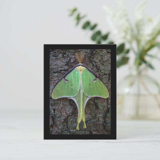 Luna Moth Briefkaart (Staand voorkant)