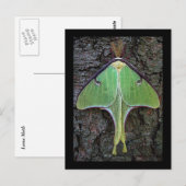 Luna Moth Briefkaart (Voorkant / Achterkant)