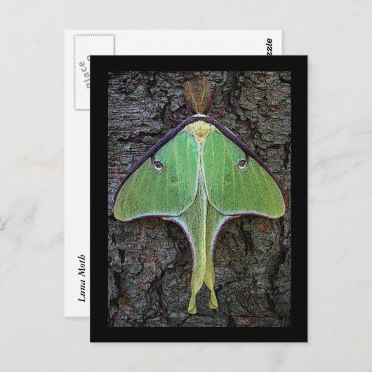 Luna Moth Briefkaart (Voorkant / Achterkant)