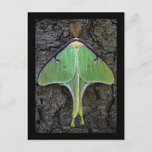 Luna Moth Briefkaart
