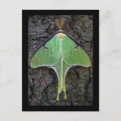 Luna Moth Briefkaart (Voorkant)
