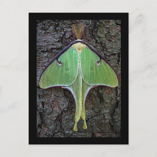 Luna Moth Briefkaart (Voorkant)