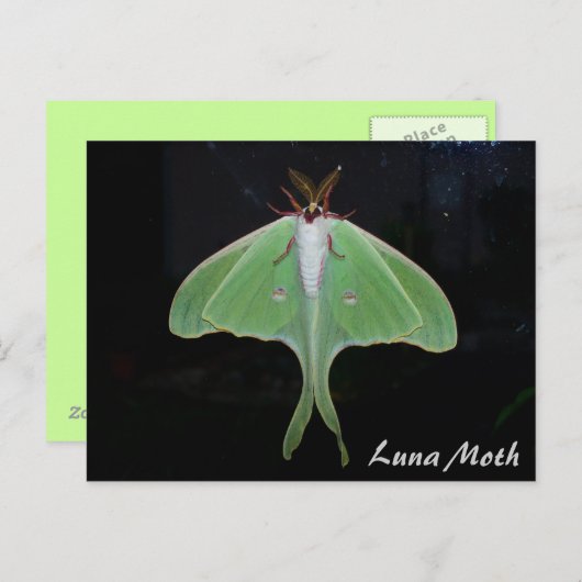 Luna Moth Briefkaart (Voorkant / Achterkant)