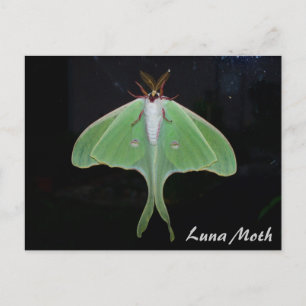 Luna Moth Briefkaart