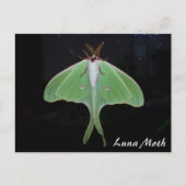 Luna Moth Briefkaart (Voorkant)