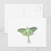 Luna Moth Briefkaart (Voorkant / Achterkant)