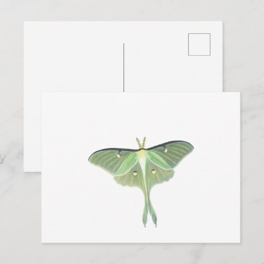 Luna Moth Briefkaart (Voorkant / Achterkant)