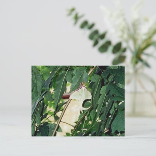 Luna Moth Briefkaart (Staand voorkant)