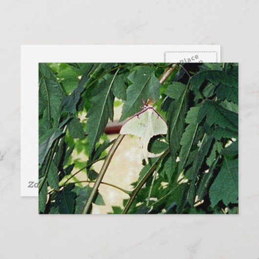 Luna Moth Briefkaart (Voorkant / Achterkant)