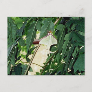Luna Moth Briefkaart