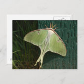 Luna Moth Briefkaart. Briefkaart (Voorkant / Achterkant)