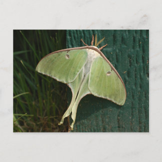 Luna Moth Briefkaart. Briefkaart