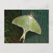 Luna Moth Briefkaart. Briefkaart (Voorkant)