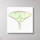Luna Moth Canvas Afdruk (Voorkant)