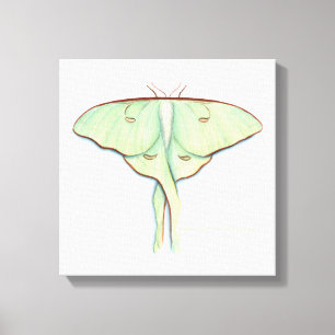 Luna Moth Canvas Afdruk